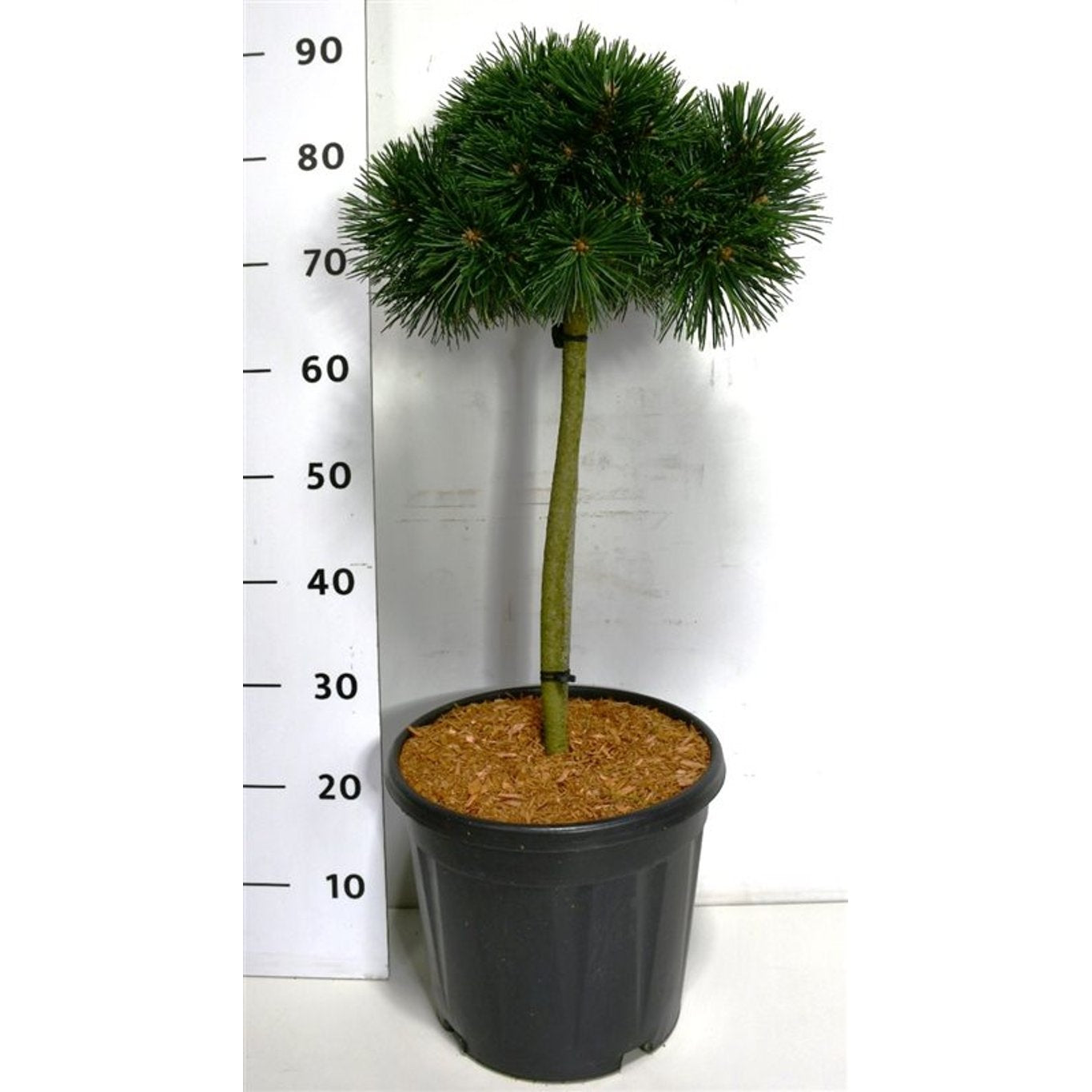 Bergtall – Pinus mugo 'Green Pearl' - 40 CM Stem C12